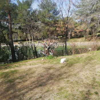 Turkcell Salla Kazan Çalışmıyor