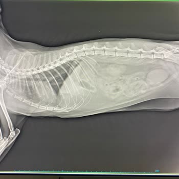 Whiskas Nassfutter, mein Kater leidet unter Erbrechen und Durchfall