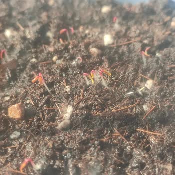 Çam Tohumculuk Sahte Tohum Gönderiyor