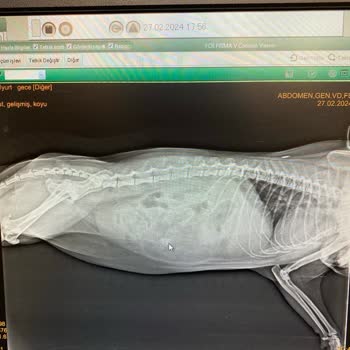 Kronik Veteriner Kliniği Bilinçsiz Yer Ve Para Hırsı!