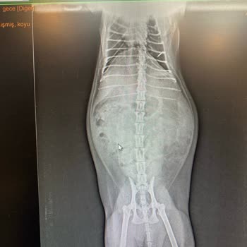 Kronik Veteriner Kliniği Bilinçsiz Yer Ve Para Hırsı!