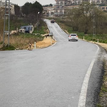 İBB - İstanbul Büyükşehir Belediyesi Başıboş Saldırgan Köpek