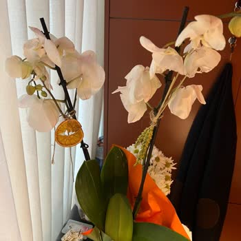 Taze Çiçek (tazecicek.com) Ölü Çiçek Teslimi