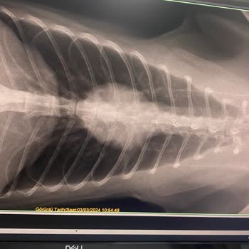 Veteriner Sağlık Merkezi Vet Point Veteriner Kliniği İhmalsizliği