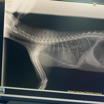 Veteriner Sağlık Merkezi Vet Point Veteriner Kliniği İhmalsizliği