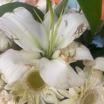 Çiçek Sepeti Görselle Alakası Olmayan Kokan Buruşuk Çiçek Gönderimi