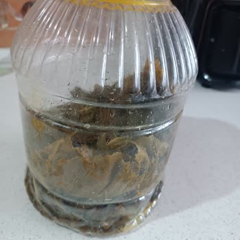 Naturellsalamur (Instagram) Üzüm Yaprağı Sorunu