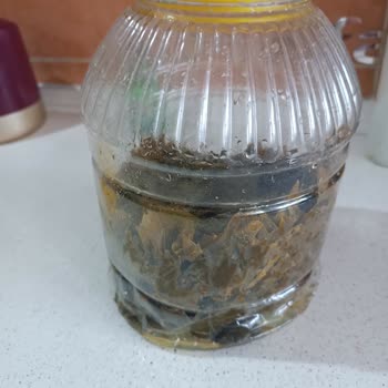 Naturellsalamur (Instagram) Üzüm Yaprağı Sorunu