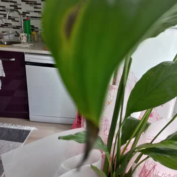 Osevio.com Kadınlar Günü Hüsranı: Siparişim Ve Müşteri Hizmetleri Fiaskosu