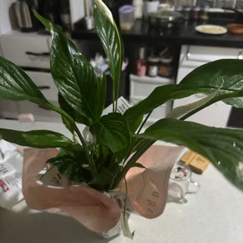 Çiçek Sepeti Hayal Kırıklığı Konunun Anlaşılması İçin Başlığı Uzatın