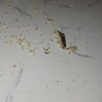 Piyale Marka İrmiğin İçinden Böcek Çıktı