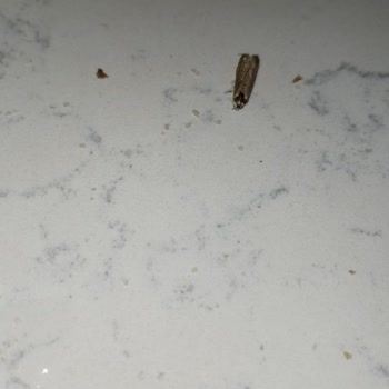 Piyale Marka İrmiğin İçinden Böcek Çıktı