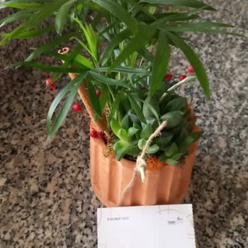 Taze Çiçek (tazecicek.com) Ürün Farklılığı Ve Geç Teslimat