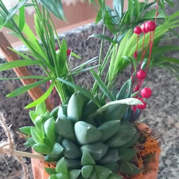 Taze Çiçek (tazecicek.com) Ürün Farklılığı Ve Geç Teslimat