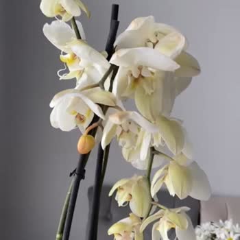 Tazecicek.com 3. Kez Solmuş Çiçek Gönderimi