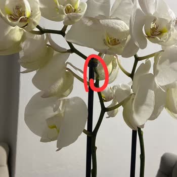 Tazecicek.com 3. Kez Solmuş Çiçek Gönderimi