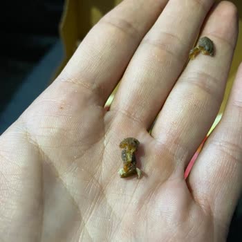 Terra Pizza İçerisinden Çıkana Bakın