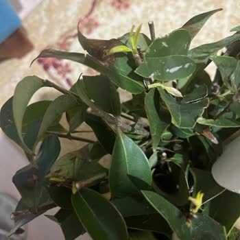 Osevio.com Kadınlar Günü Çiçek