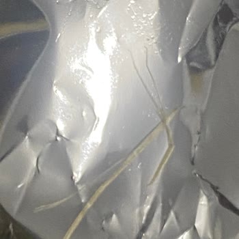 Lays Cips İçinden Çıkan Şey