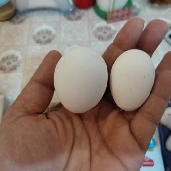 Kumartaşlı Gıda Kumar Taş M Boy Yumurtalar Bildircin Yumurtası Ebadında