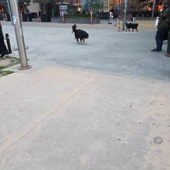 Üsküdar Belediyesi Başıboş Köpek Sorunu
