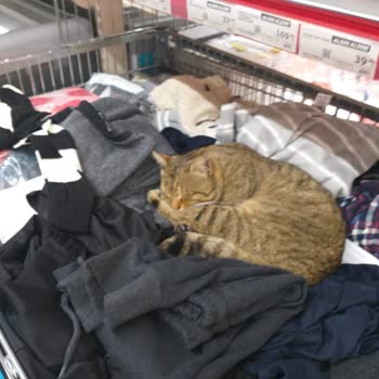 A101 Markette Kedi Geziniyor