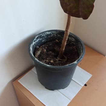 Osevio.com Solmuş Kötü Çiçek İlgisiz Satıcı