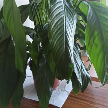 Osevio.com Solmuş Kötü Çiçek İlgisiz Satıcı