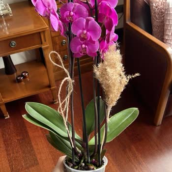 Hızlı Çiçek (hizlicicek.com) Notsuz Ve Vazosuz Orkide