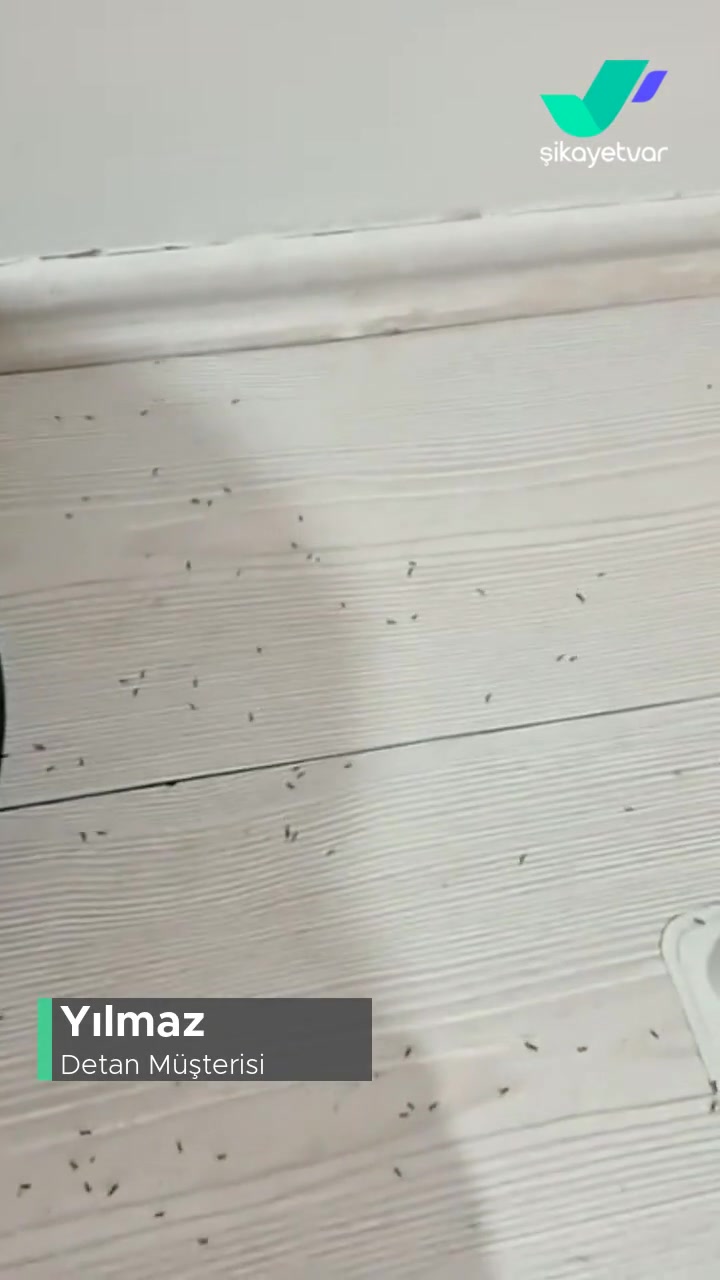 Detan Karınca Yemi İşe Yaramıyor! videonun kapak resmi