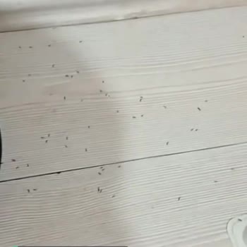 Detan Karınca Yemi İşe Yaramıyor!