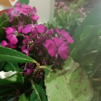 Ciceksepeti.net Gönderilen Çiçeklerin Soluk Olması!