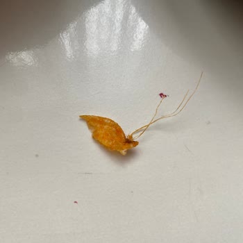 Lays'in İçinden İp Çıktı