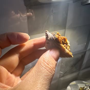 Amigo Küflenmiş Ürün Satışı