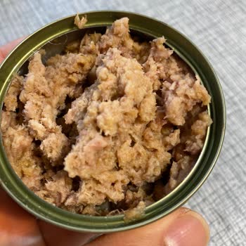 Dardanel Tonla Ton Balığı