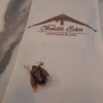 Myra Çikolata Evim Çikolata Evim Bahçelievler Ankara