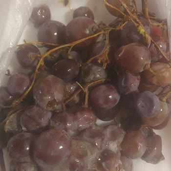 Çağdaş Marketler Ümitköy'deki Marketten Alınan Üzümün Durumu