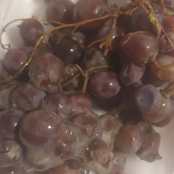 Çağdaş Marketler Ümitköy'deki Marketten Alınan Üzümün Durumu