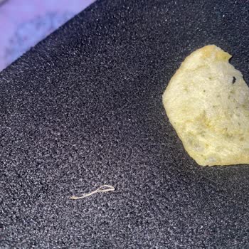 Lays Yoğurt Ve Mevsim Yeşillikli Cipsinden İpe Benzer Bir Şey Çıktı