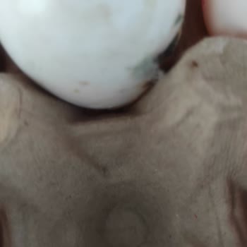 Fikret Sağlam Peynircilik Küflü Yumurtaları