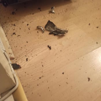 A101 Den Aldığım Yui Marka Masaj Aleti Diye Satılan Bomba