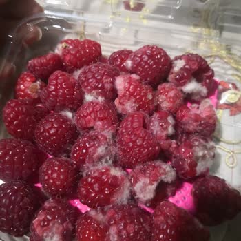 Yemek Sepeti Küflü Ürün