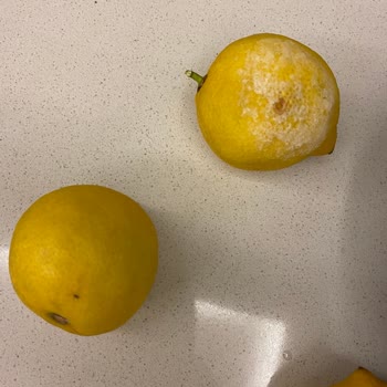 Anamurbahcesi.com Anamur Bahçesinden Yaptığım Siparişteki Ürünler Bozuk Geldi