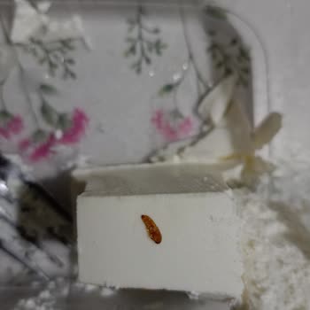 Bahçıvan Süzme Peynir İçinden Çıkan Ölü Kurtçuk