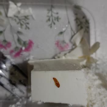 Bahçıvan Süzme Peynir İçinden Çıkan Ölü Kurtçuk