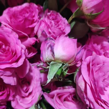 Taze Çiçek (tazecicek.com) Nişan İçin Sipariş Edilen Buketin Sorunları