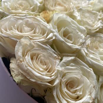 Osevio Müşteri Mağduriyeti