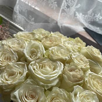 Osevio Müşteri Mağduriyeti