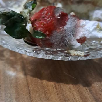 Pastamet Fırını Eriklide Bozuk Yaş Pasta Satıyor