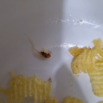 Ruffles Değişik Bir Böcek